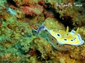Chromodoris_Geminusx2_2