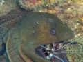 Giant Moray