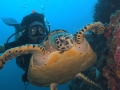 Turtle_photobomb