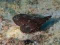 cockatoofish_Bay1