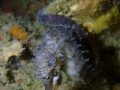 Tigertail seahorse