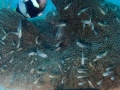 Clark's anemonefish nest