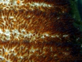 anemonefish eggs
