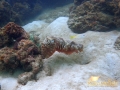reef cuttlefish