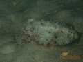 reef cuttlefish juvenile