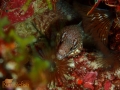 Finbriated moray eel