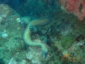 white eyed moray eel