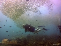 diver in fish storm
