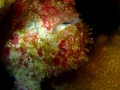 Frogfish
