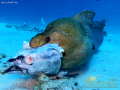 giant moray ate a fishhead
