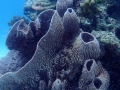 The corals bommies off Home Run reef