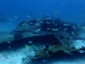 Andaman Princess Wreck at Home Run Reef