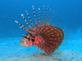 Common lionfish