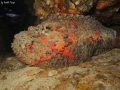 Stonefish