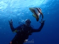 diver and batfish