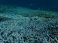 Staghorn corals garden