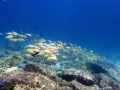 school of goatfish