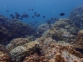 school of redtail butterfly fish