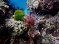 spotfin lionfish