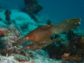 Seagrass ghost pipefish
