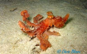 Starry night Octopus