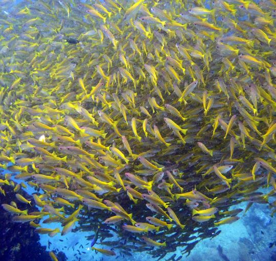May 2017 Dive Phuket Promotion