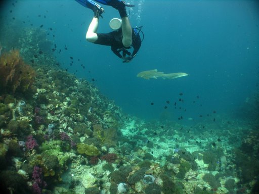 Protect Sharks with diving & Education
