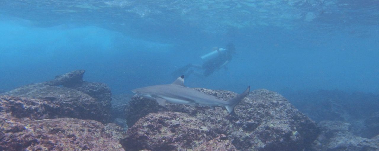 Sharks Conservation Diver Course