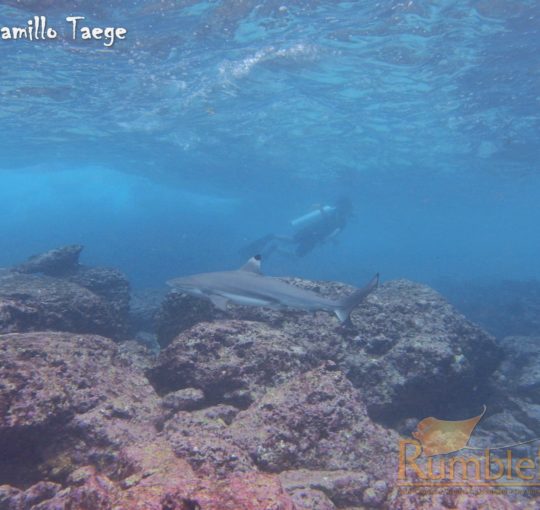 Sharks Conservation Diver Course