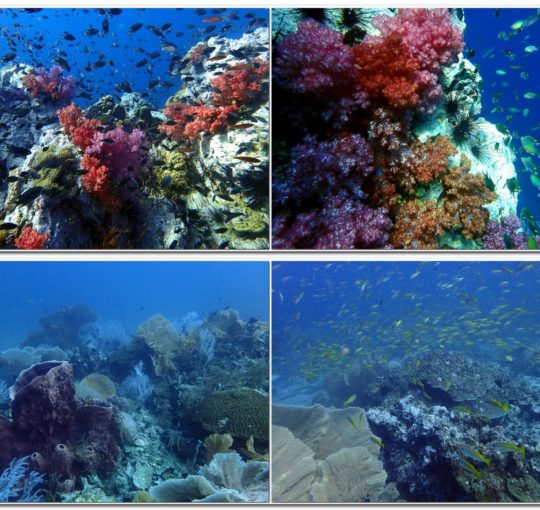 Best of Phuket Dives for Lunar New Year