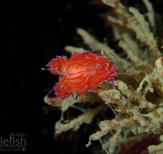 Kata Reef is Thailand Best Beach Dive Site